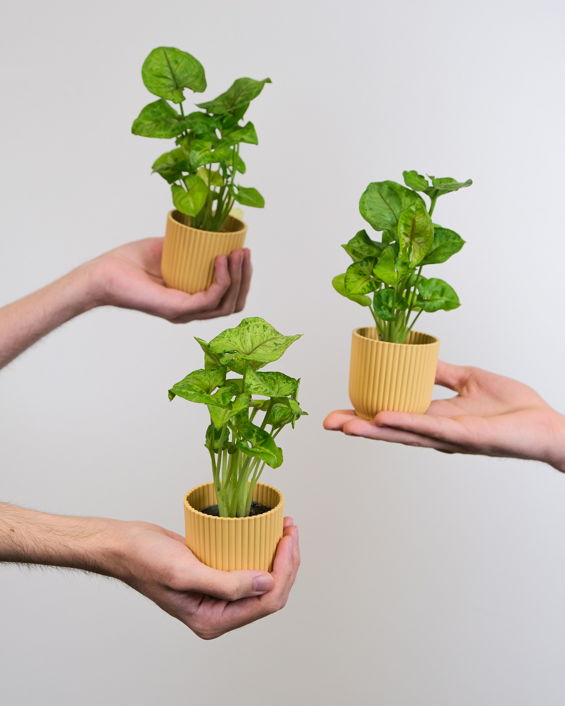 Eco friendly coding and green hosting in web application